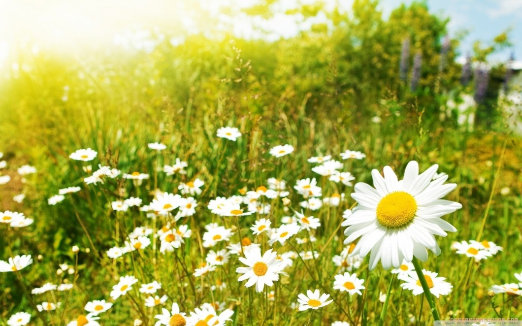 primavera.jpg