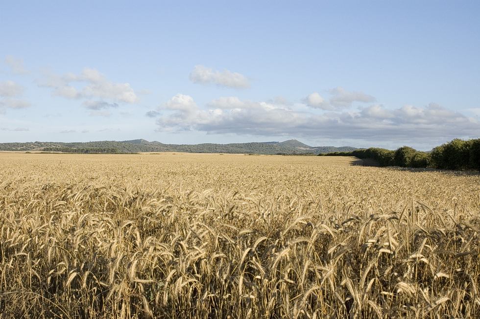 alentejo_1_980_2500.jpg