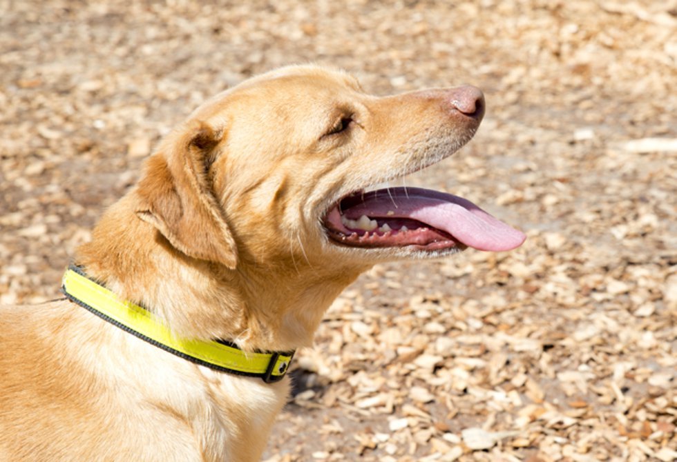 980animais_1_980_2500.jpg
