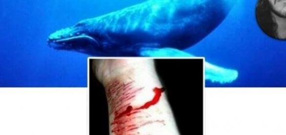 apos-dois-suicidios-relacionados-ao-jogo-da-baleia-azul-policia-investiga-os-grupos_1272883