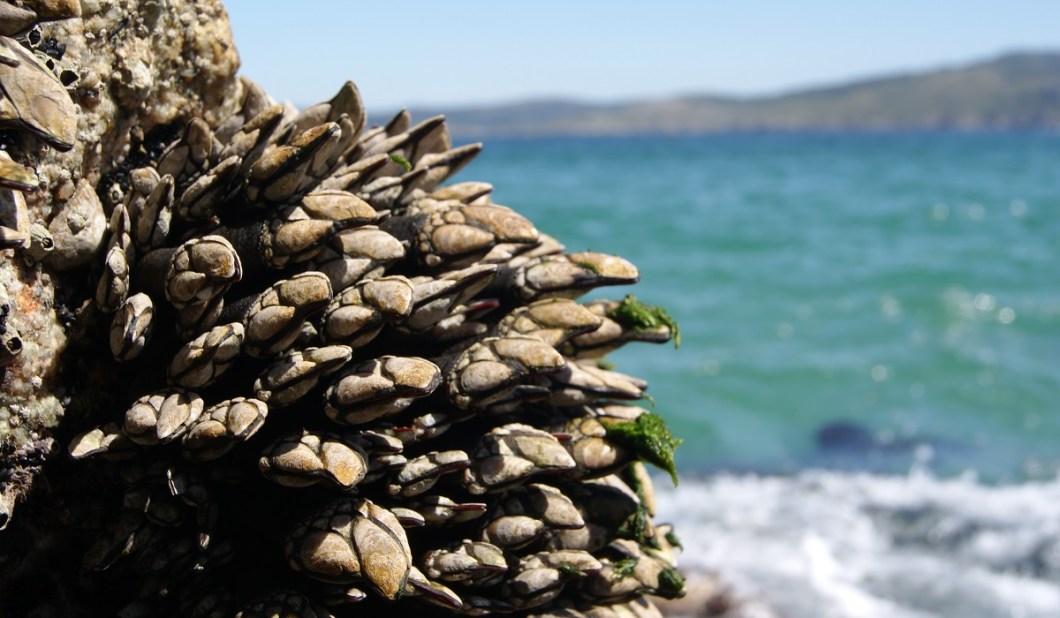 marisco-percebes